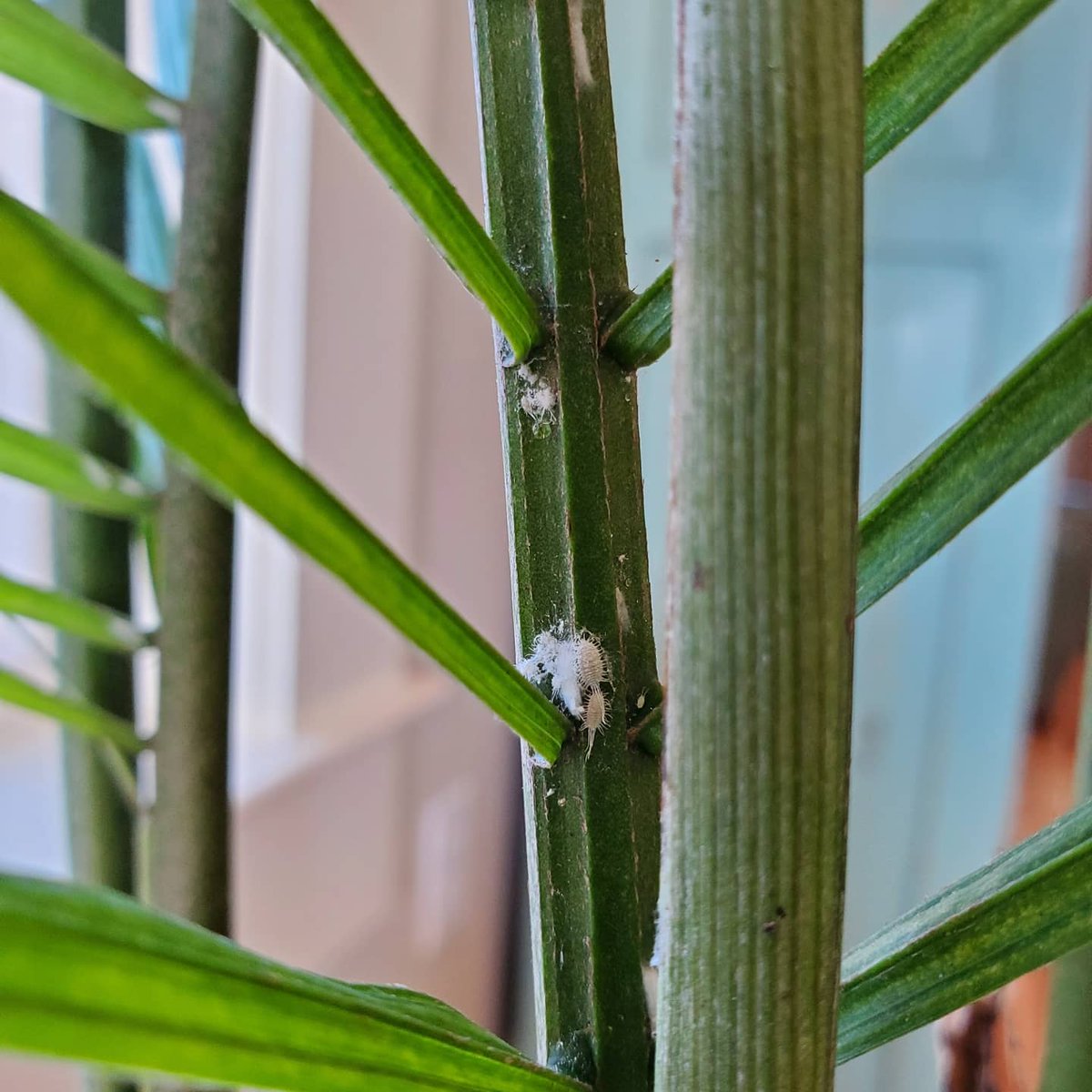 easypeasyhome's tweet photo. Have you ever noticed some stuff on your plants that looks like a fuzzy white fungus? Maybe it looks a lot like the first two pictures we have below? Well, that "fuzzy white fungus" is actually Meely Bugs. Give us a call for a FREE estimate 850-665-4329 https://t.co/KmPXtr1f0X