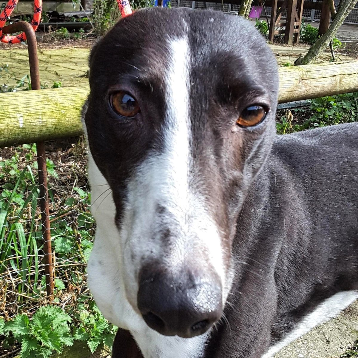 Retired Greyhounds Canterbury tweet media