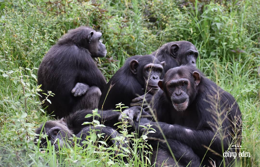 BrowsePoster's tweet photo. Message from Pan African Sanctuary Alliance, one of the winners of this year's donation round:
https://t.co/RnRQMg9kLT https://t.co/OrjIHMjilF