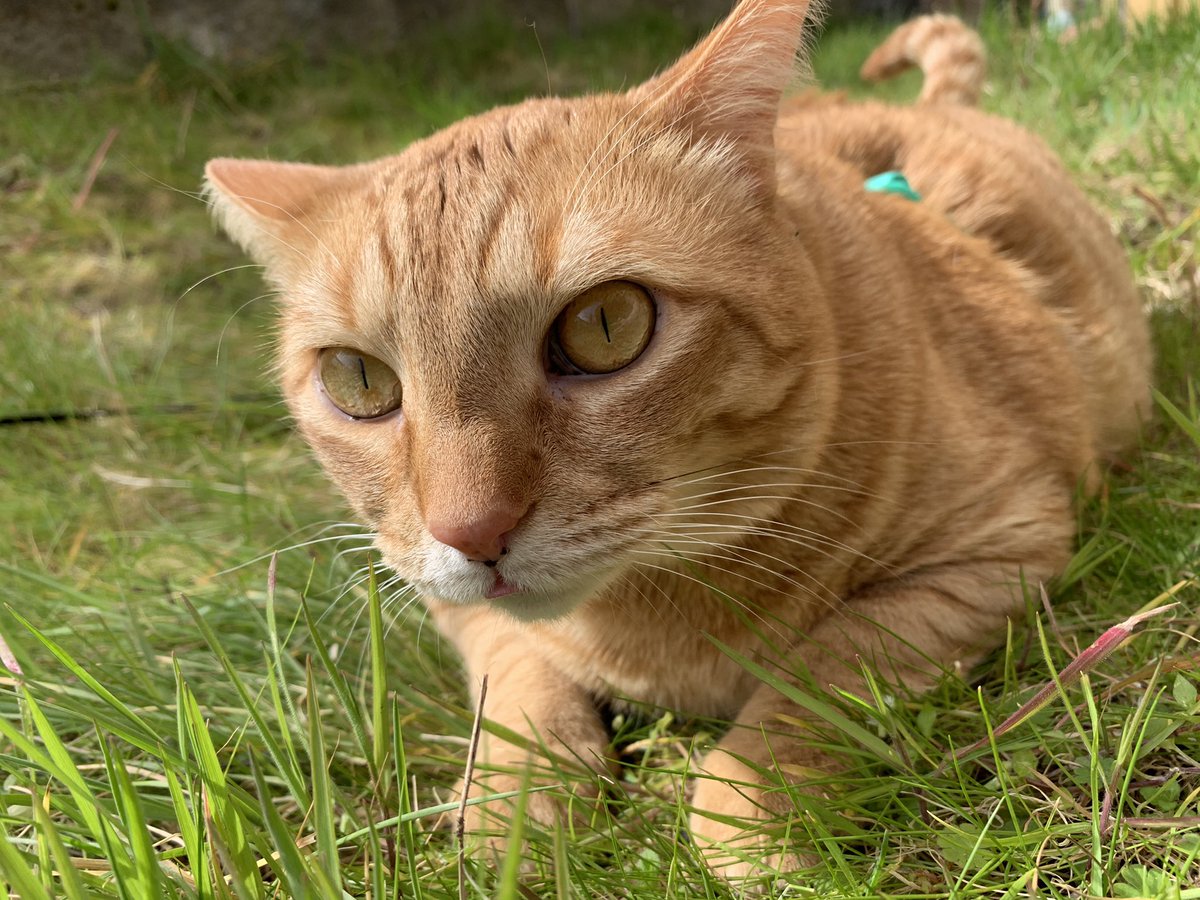 Bayek_Reign's tweet photo. Got to go outside. It was so much fun. 
#CatsOfTwitter #cats https://t.co/quAZYsiylp