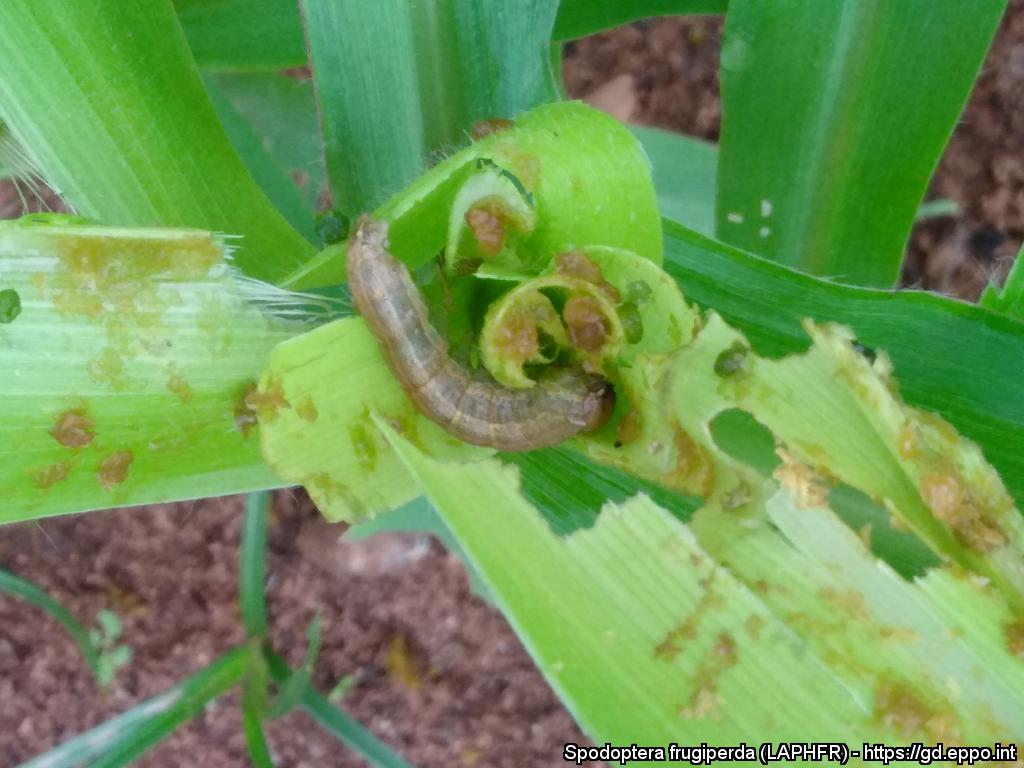MurielSuffert's tweet photo. First report of the fall armyworm, Spodoptera frugiperda in the Canary Islands, Spain. 
The pest may have been introduced from the African continent by strong winds at the end of March 2020. 
https://t.co/i0B2uo92NW

#FAW #planthealth
📸BB Yarou https://t.co/boOPJRufhG