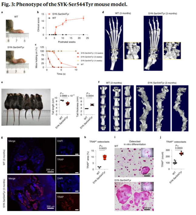 NatureGenet's tweet photo. 🚨ONLINE NOW @NatureGenet by Aleixo M. Muise and colleagues:
Gain-of-function variants in SYK cause immune dysregulation and systemic inflammation in humans and mice
➡️https://t.co/Q1aMVRZBFX https://t.co/btPwwCjUeB