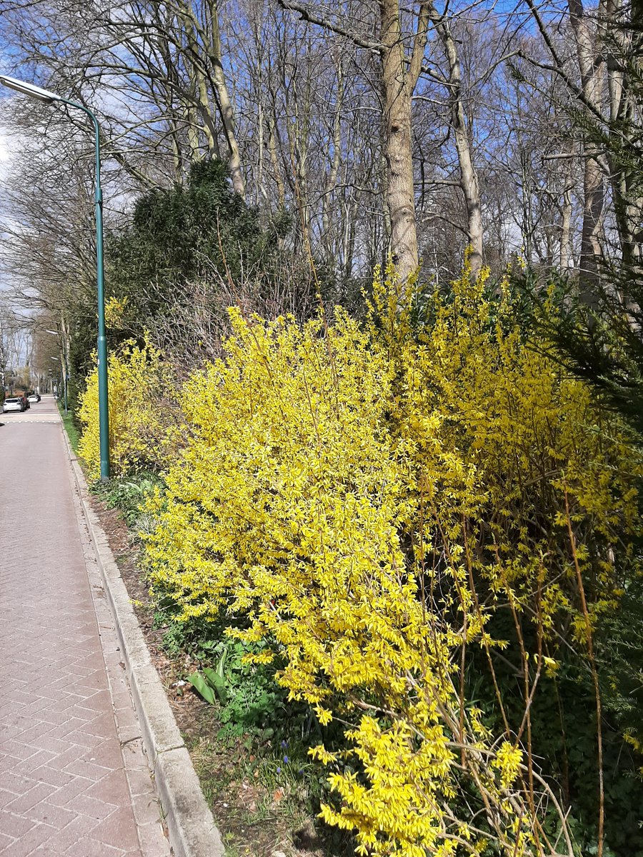 G_BBaarn's tweet photo. De lenteconvo staat weer op de rol. Vanavond nog een column schrijven en dan knippen en plakken en naar de drukker. Forsythia t.o. huis staat nu in volle bloei en met de warme temperaturen is het genieten en loopt alles vlot uit. Hopelijk duurt dit langer dan men voorspelt! https://t.co/axLlvjqXS8