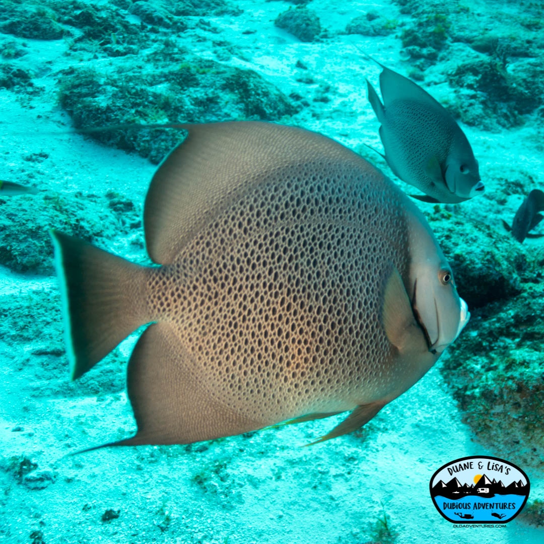 dldadventures's tweet photo. These two curious Gray angelfish came in for a closeup. They are often found in pairs and will follow divers around to see what these strange creatures are doing in their home. #underwater #cozumel #Scuba #GrayAngelfish #ocean #diverslife 
📸 @DuaneNewman
🐠 Lisa #GirlsThatScuba https://t.co/le7q9FrVvG
