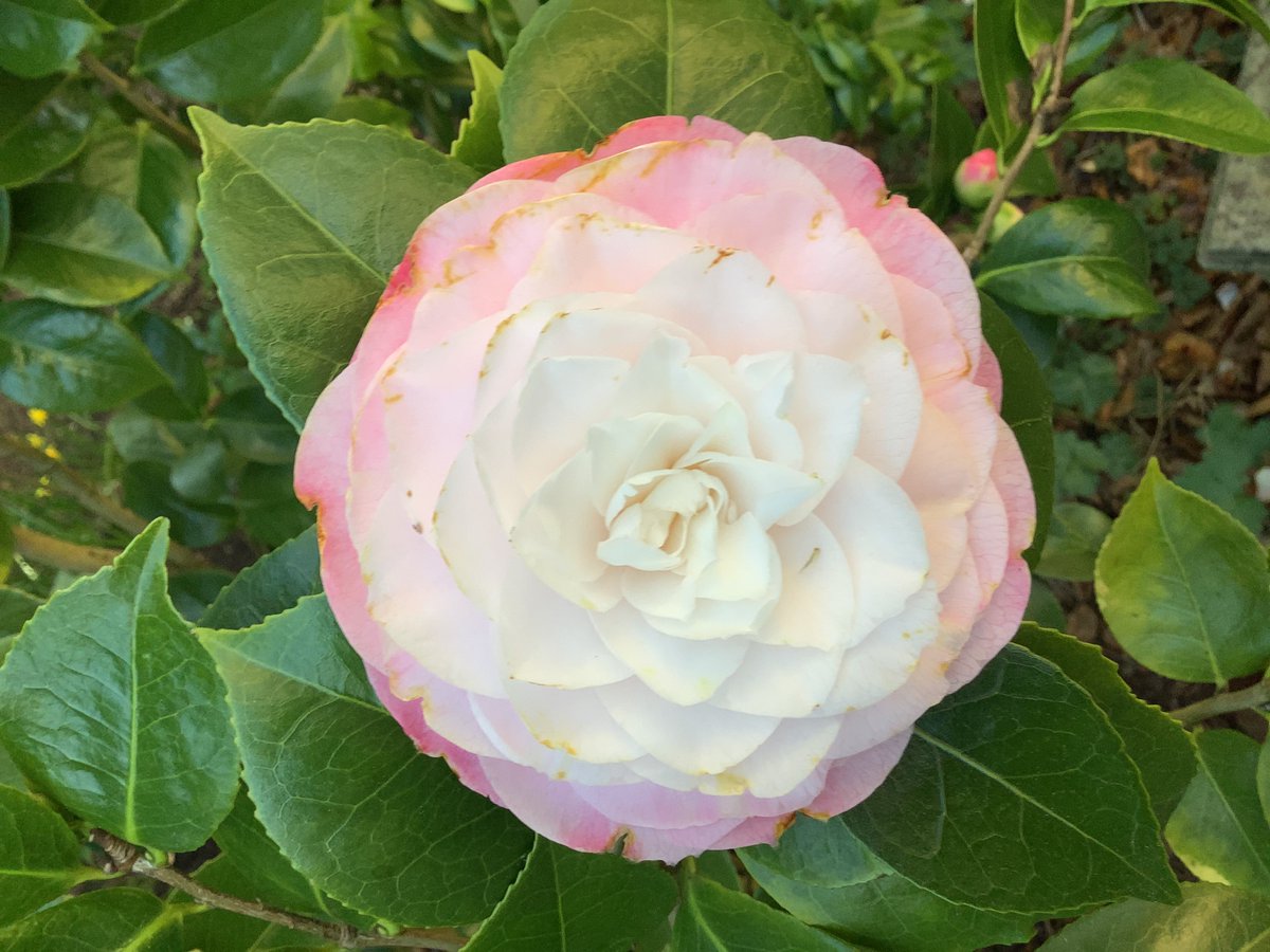 BurwoodHome's tweet photo. Spring has well and truly arrived at @BurwoodHome  and residents have been enjoying socially distanced trips around the garden with staff. We hope you have all been enjoying the sunshine 💐🌸🌼🍁🌾🌺🌻🌹💐💐💐🌼🌸🌞🌞#burwood #Spring2021 https://t.co/BzUUF6YiJ1