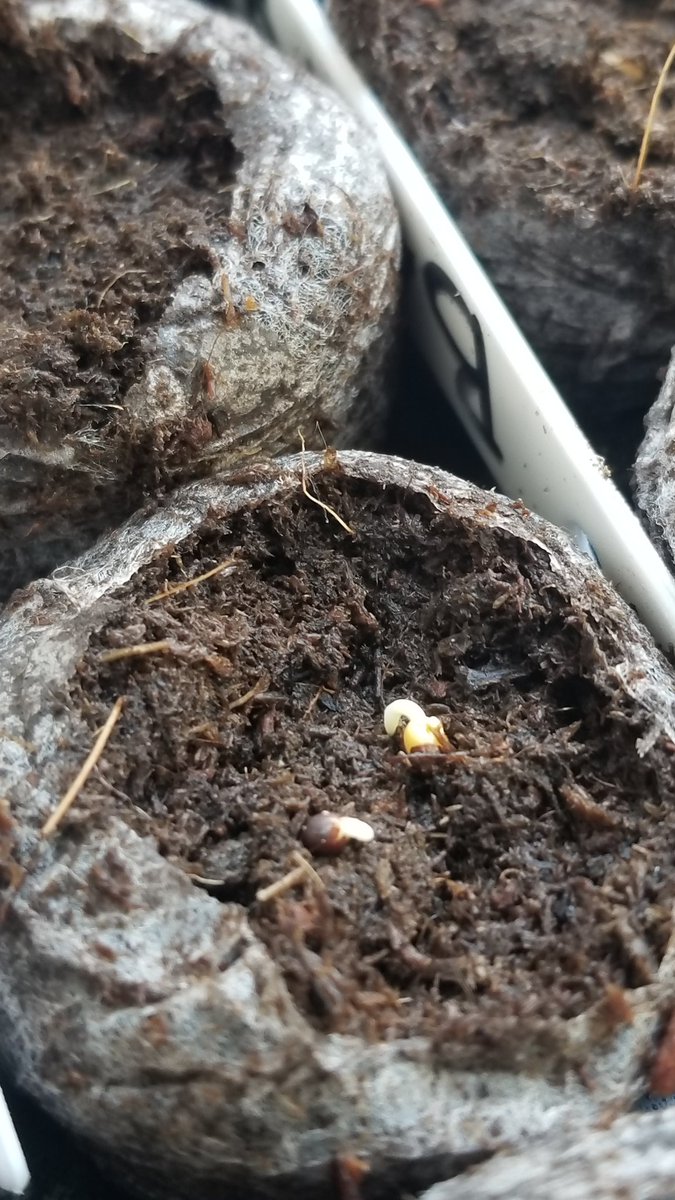 PrairieFungus's tweet photo. Anyone else get unhealthy amounts of serotonin from watching seeds germinate? https://t.co/LZwoiM5wEo