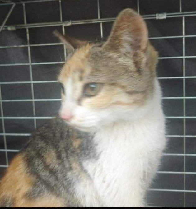 BeatrizAndrino's tweet photo. 📢#RECATADA llevada al veterinario d 3'5meses test negativo,desparasitada Busco un #HOGAR no puede devolver a la calle y condenarla a mal vivir o a morir Esta en #Sevilla puede viajar Necesita mucho amor,desconfía dl humano, xo siendo tan bebé,se soluciona rápido
☎️637528359 Loli https://t.co/cpHBgcIGHH