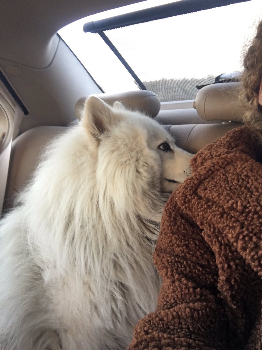 samoyedimm's tweet photo. Arabyla gezmlerrr https://t.co/FFZ2q9Gd2A
