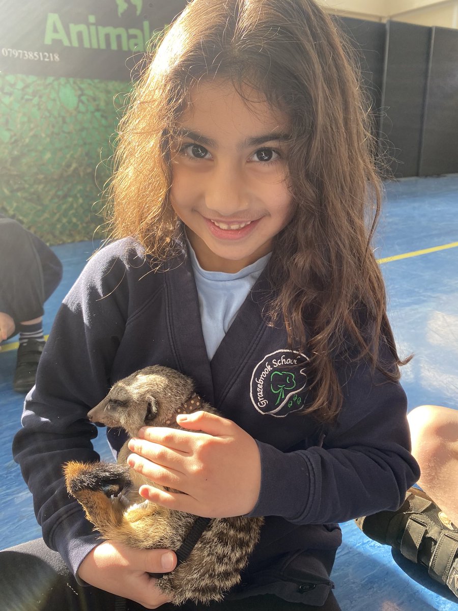 MissN0Donnell's tweet photo. Year 3 loved the live animal workshop today!🤩 They were very brave when meeting a snake, meerkat and even a tarantula 🐍🕷 @Grazebrook_Pri https://t.co/H8eKb2gnEW