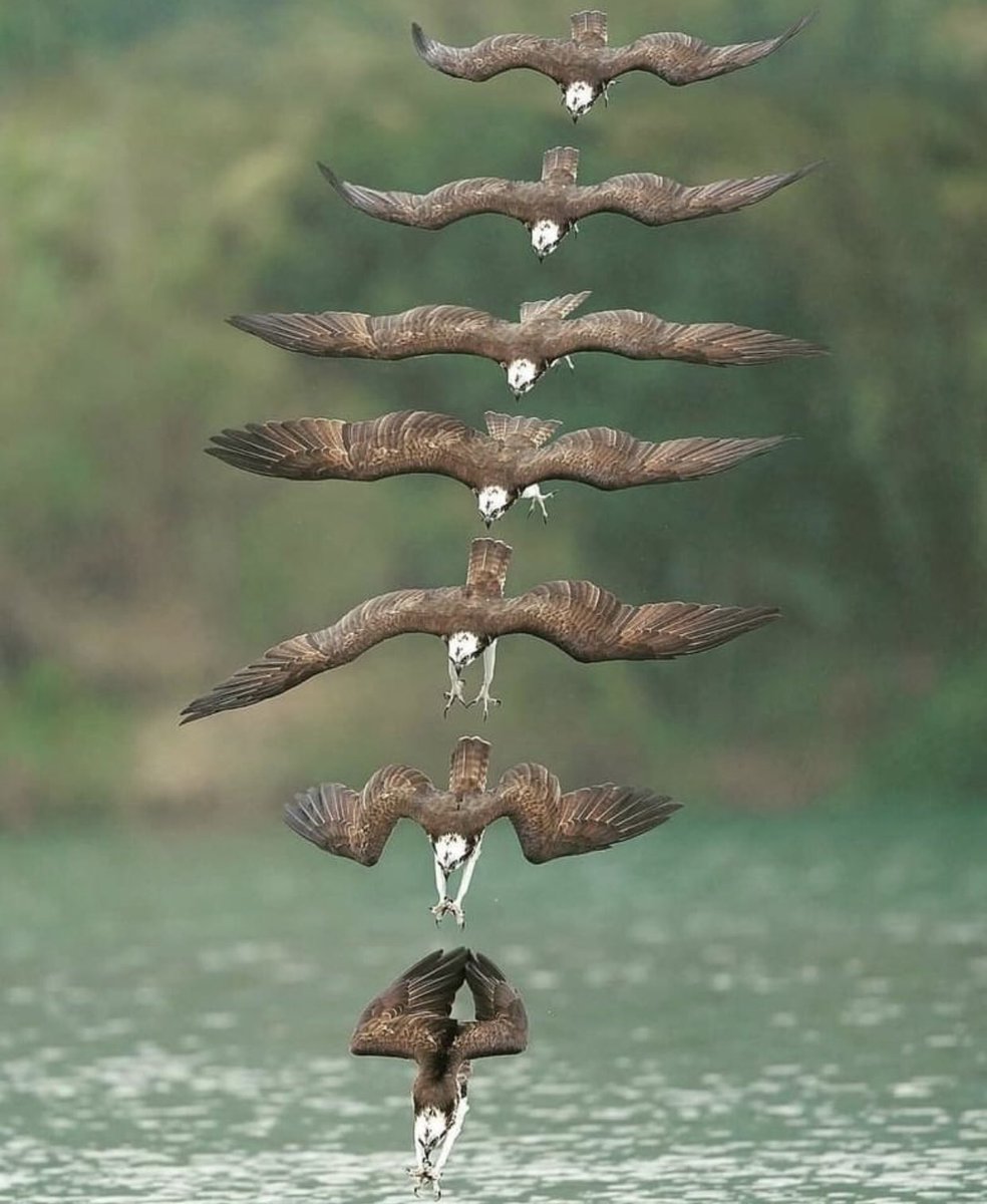 Dominic Beaudry tweet media