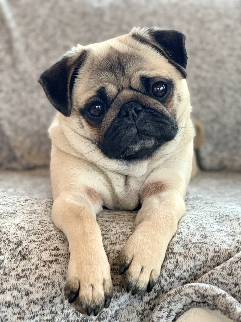 A little cuteness to get you through your Monday 🥰
#LookIntoMyEyes #MondayMotivation ~Edna