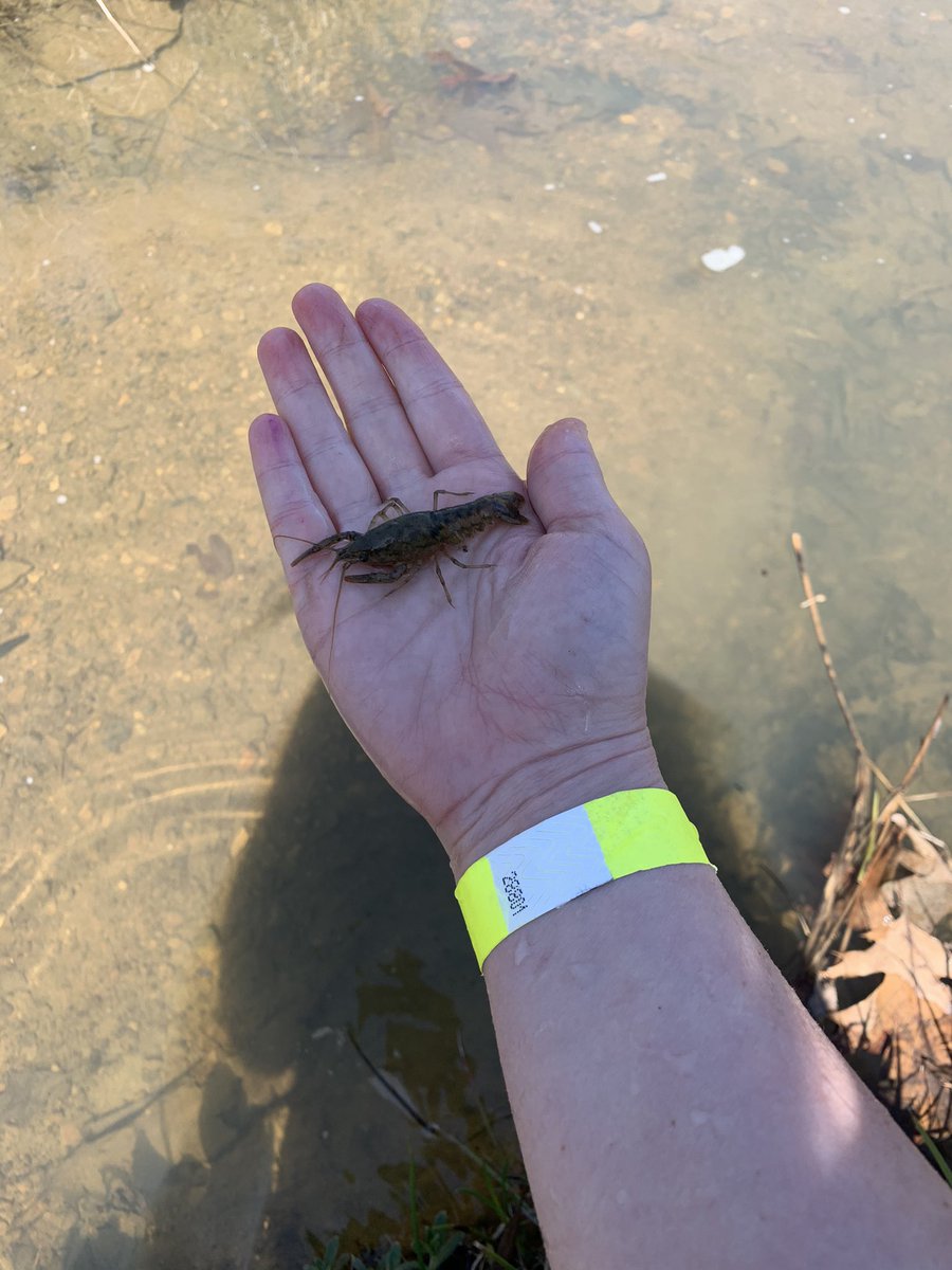 vanessawalkermu's tweet photo. We’ve been keeping track of these guys for weeks in our stream and look what we caught today!!! The kids were so excited! We released him back gently and enjoyed watching him swim away. @rhandrewselem https://t.co/s3PRsiZgSb
