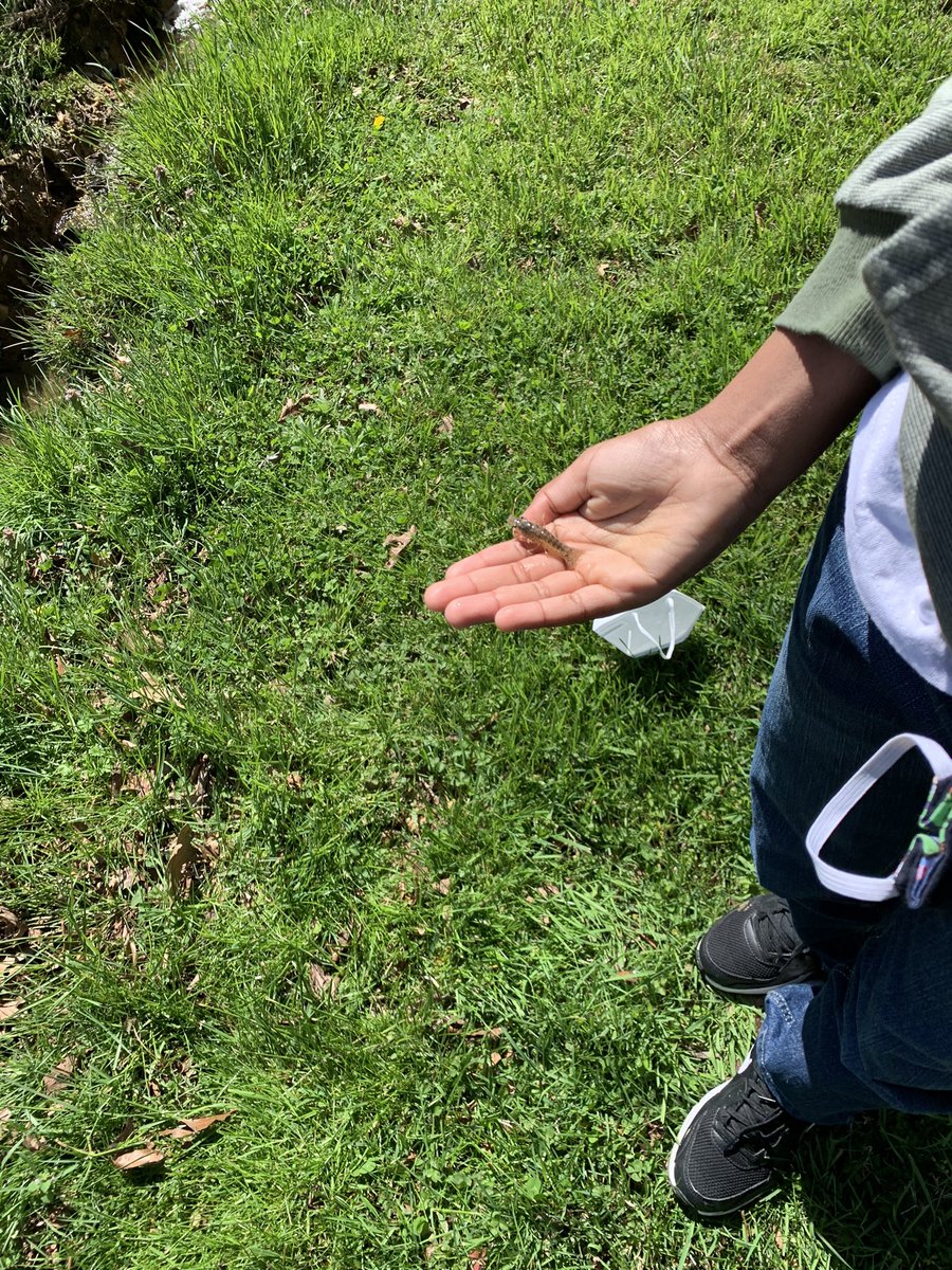 vanessawalkermu's tweet photo. We’ve been keeping track of these guys for weeks in our stream and look what we caught today!!! The kids were so excited! We released him back gently and enjoyed watching him swim away. @rhandrewselem https://t.co/s3PRsiZgSb