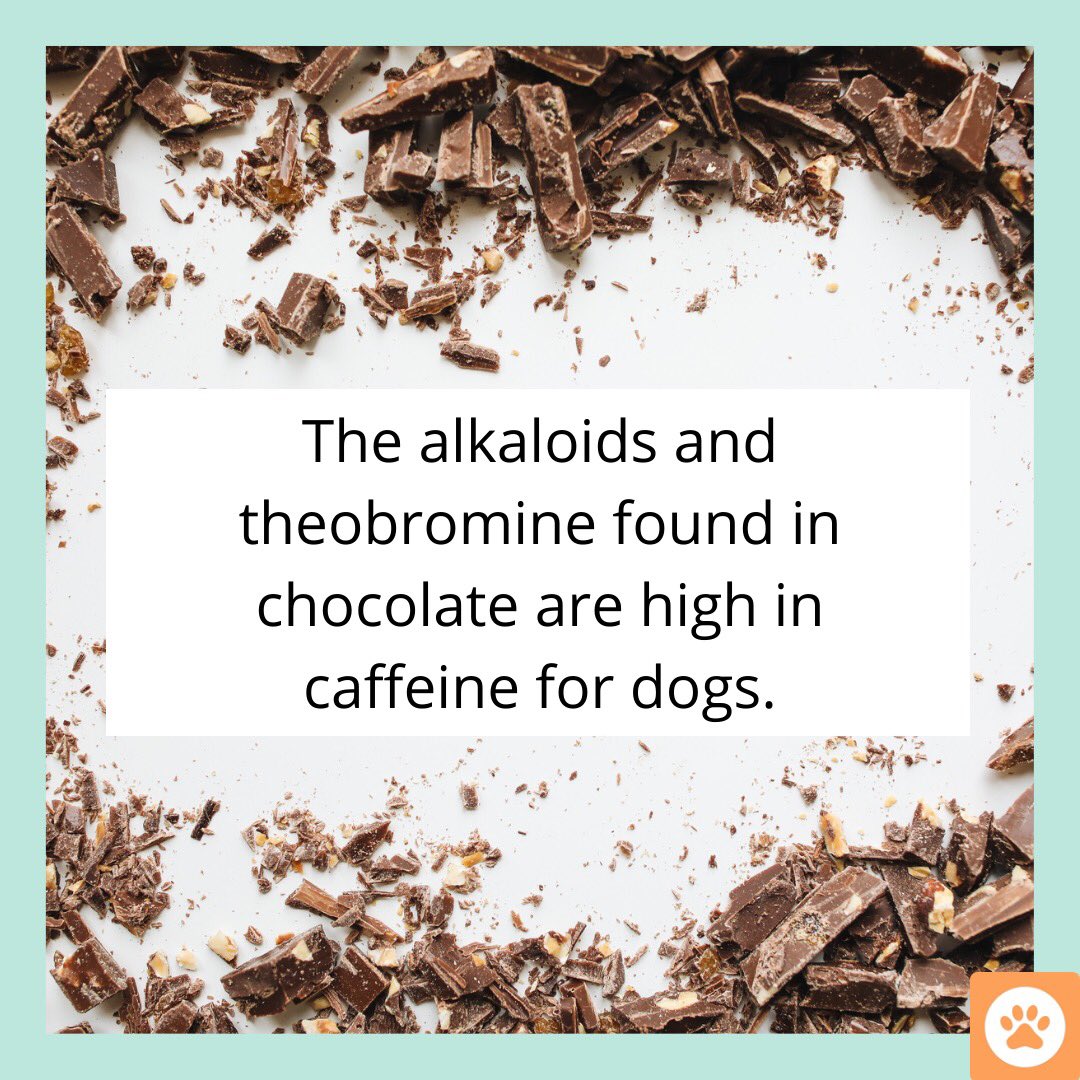 RepetApp's tweet photo. please don't feed dogs chocolate 🐶🍫 #dogsoftwitter #petsofinstagram https://t.co/Hm7LOipmsP