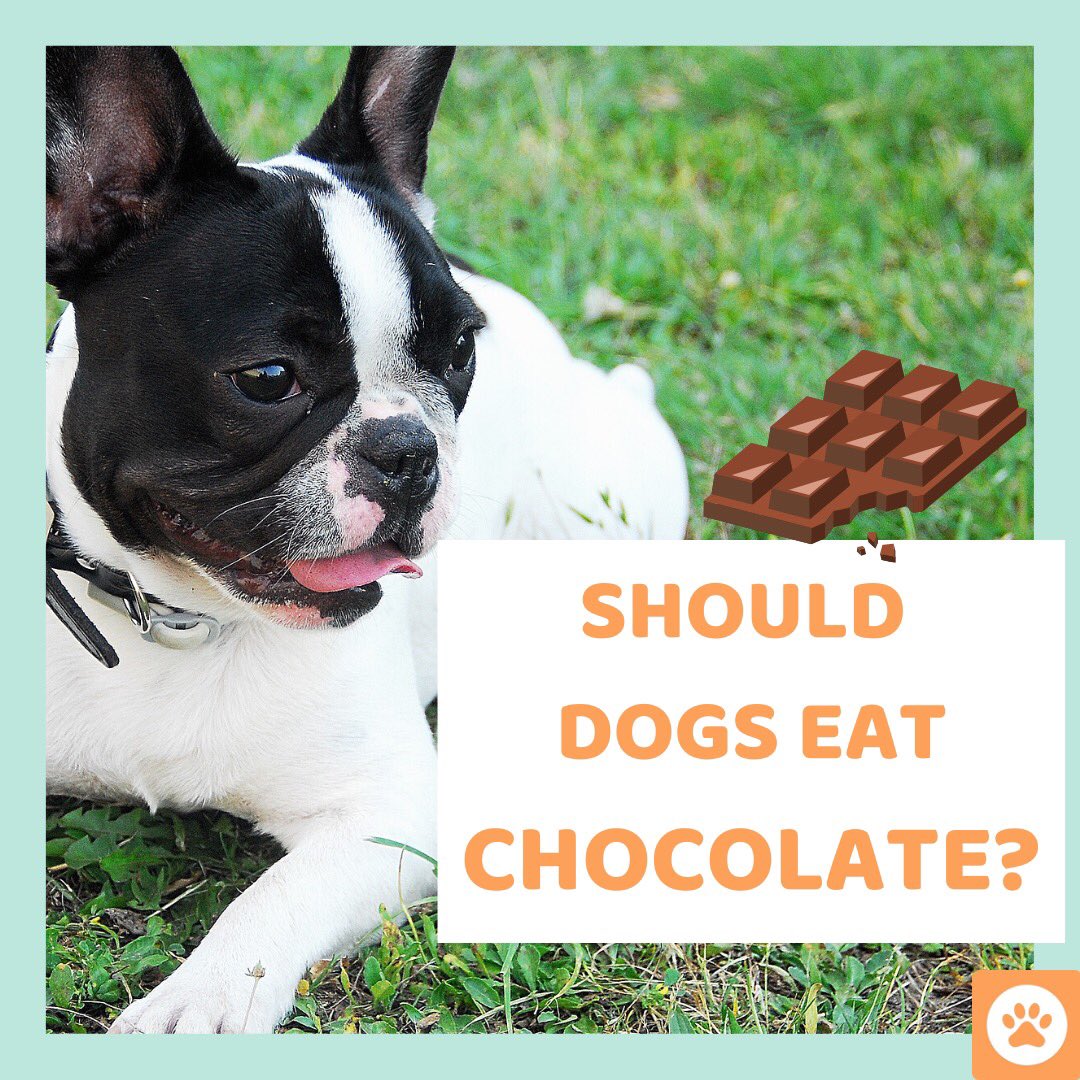 RepetApp's tweet photo. please don't feed dogs chocolate 🐶🍫 #dogsoftwitter #petsofinstagram https://t.co/Hm7LOipmsP