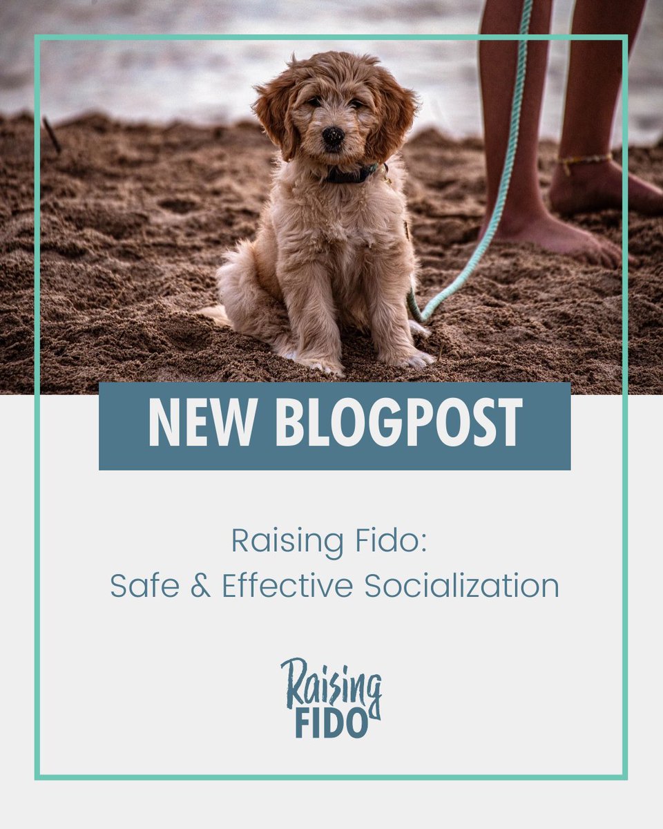 Raising__Fido's tweet image. New blogpost: Safe and Effective Socialization. #Puppies are my specialty, so this will be the first of many posts on why early socialization is paramount. #puppysocialization #earlysocialization

raisingfido.com/post/safe-and-…