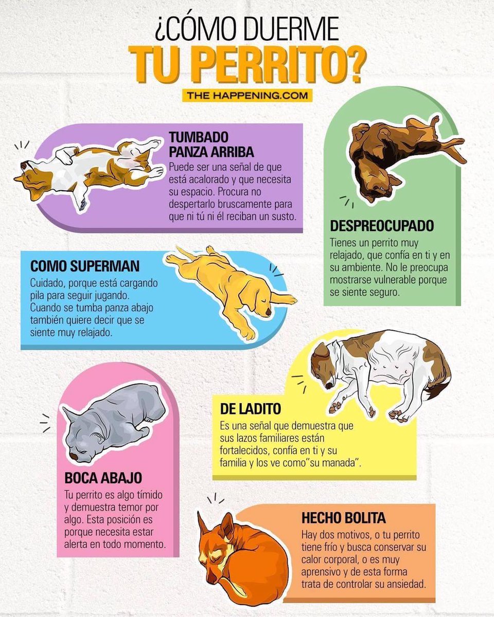 SuavesLomitos's tweet photo. ¿Cómo duerme tu Lomito? https://t.co/O07LrBGbdd