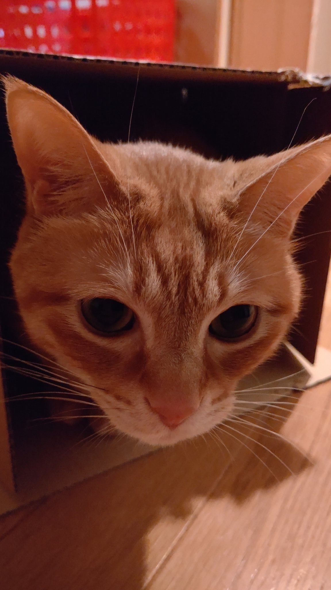 茶とら ちっこ (@ciciconan) / X