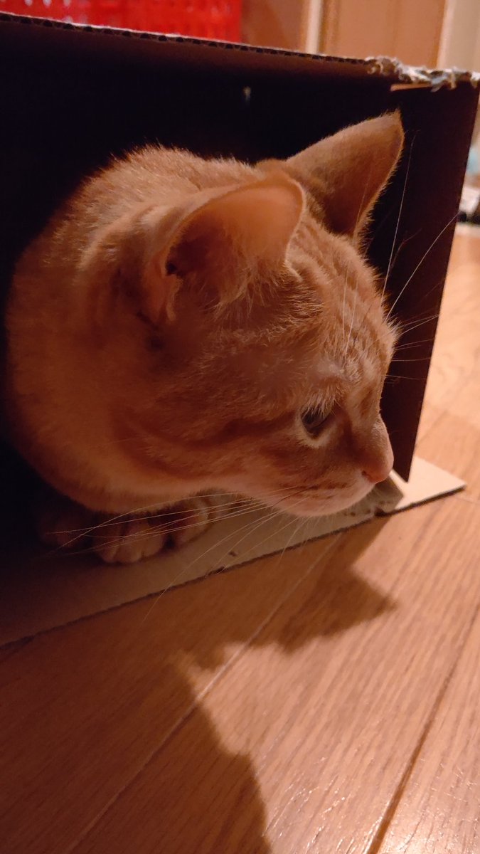 茶とら ちっこ tweet media