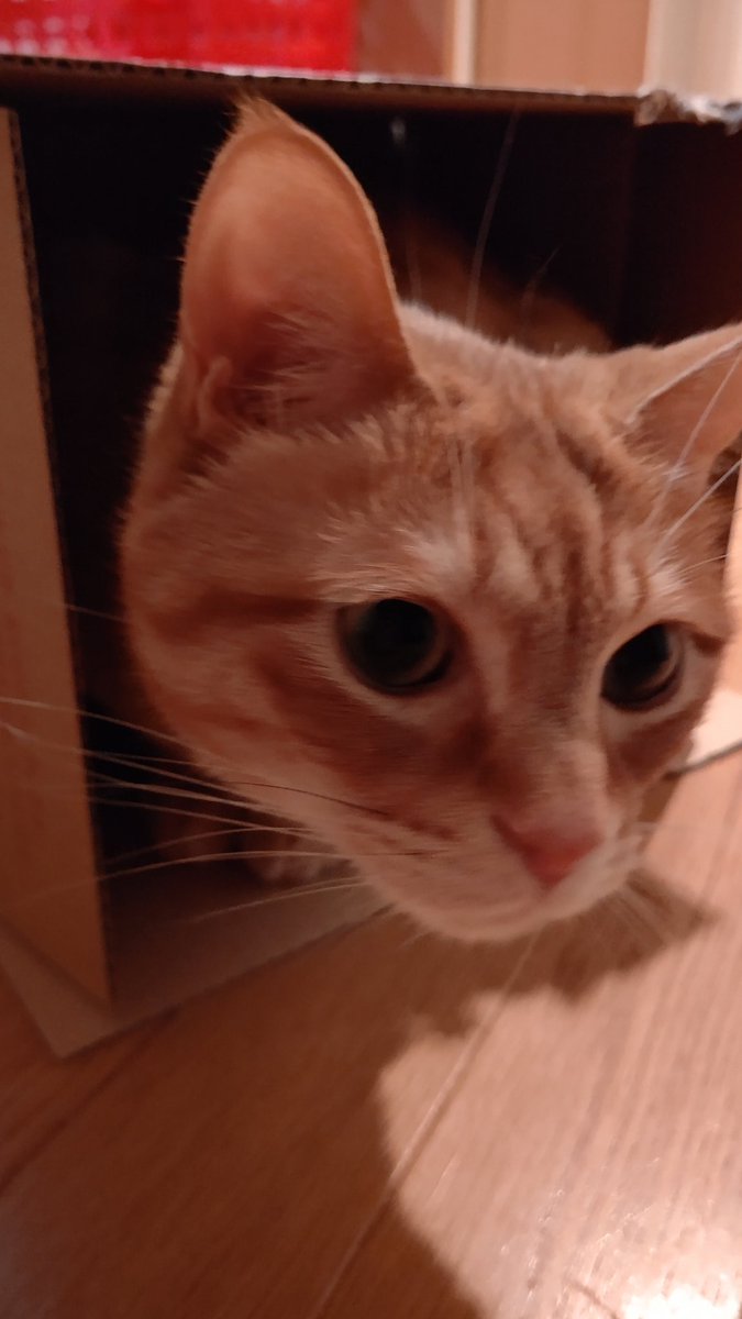 茶とら ちっこ tweet media