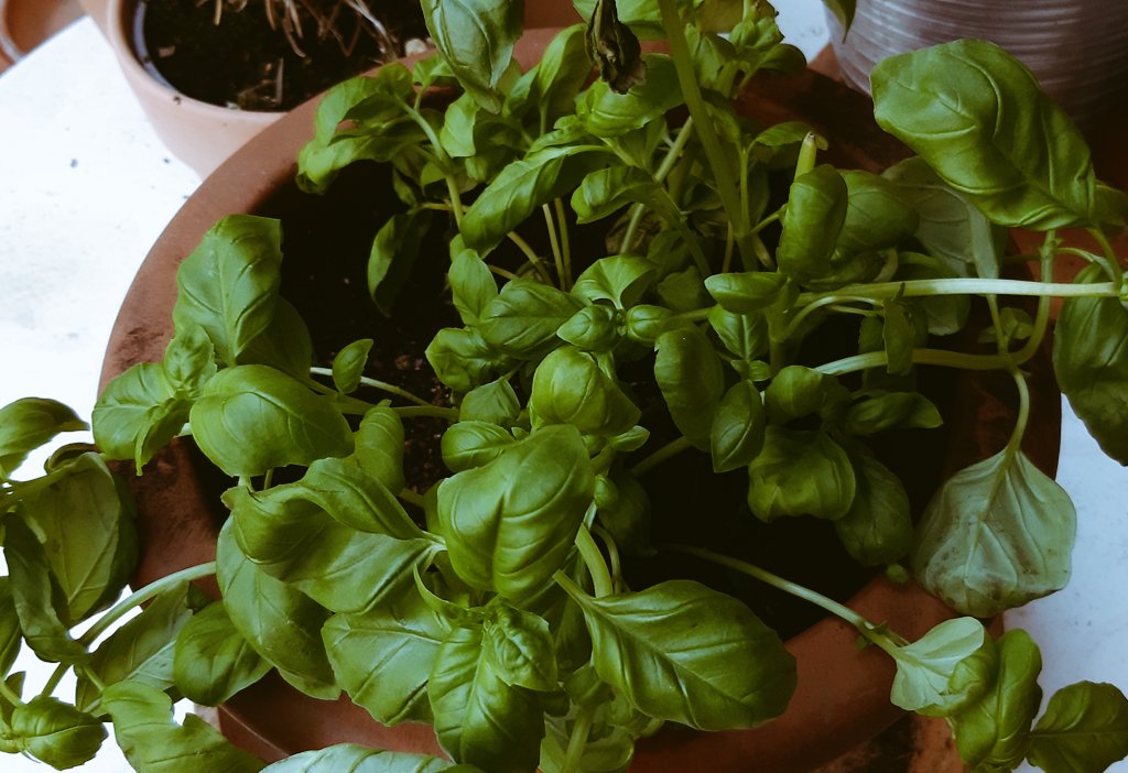 Liebe <a href="/MartinaWeidmann/">Martina Hammer</a>, weißt Du noch? Letztes Jahr um diese Zeit haben wir uns über unsere Pflanzaktivitäten im #homeoffice ausgetauscht. Bin auch dieses Jahr dabei. Wir halten durch💪. #HomeOffice #IoT #WeWorkNew #TSystems