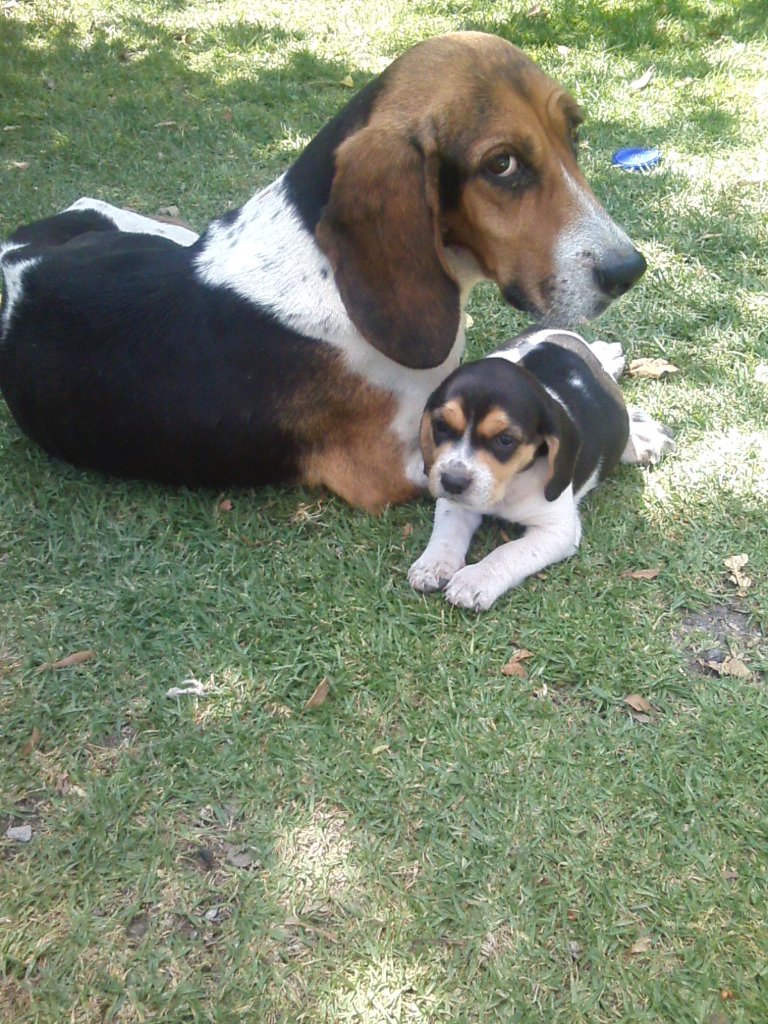 yaninedith's tweet photo. @TriBeagles Holly and little girl of 7 babies https://t.co/xEgIHluZpx