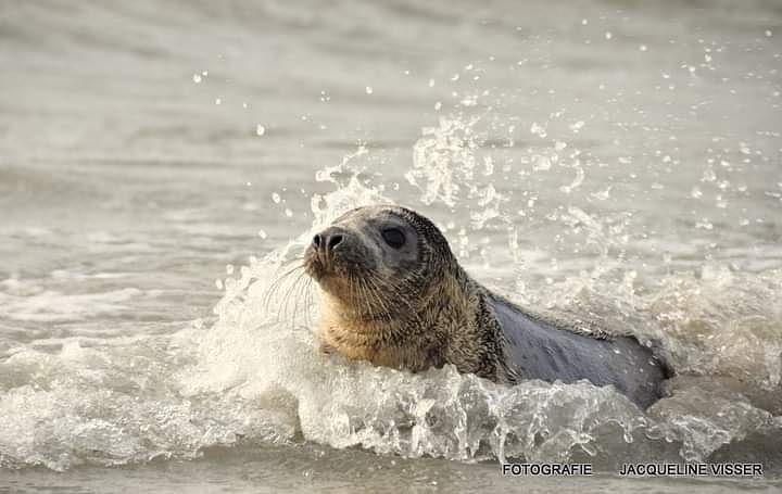 Hollum #Ameland zo nu en dan komen onze Waddenzee bewoners wel heel erg dichtbij.  Ik denk dat ze ooit crèche dieren zijn geweest of hele erge nieuwsgierige Aagjes.