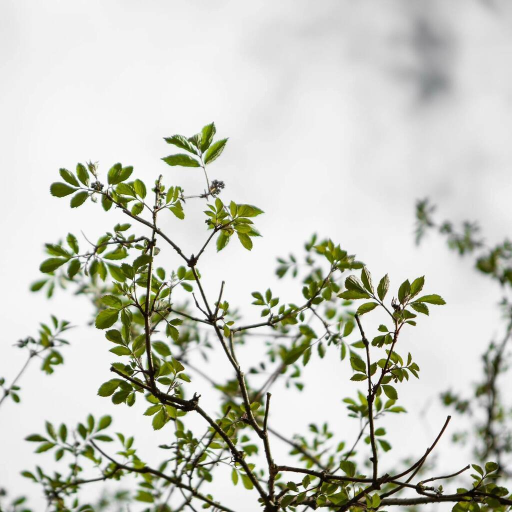 New Growth. I am sat basking in the sun at the edge of the local skate park. My son bumped into some friends on bikes and they are engrossed in doing jumps. The older kids are playing football with only a few choice swear words. The older kids drive by i… instagr.am/p/CNAn1f4DS35/