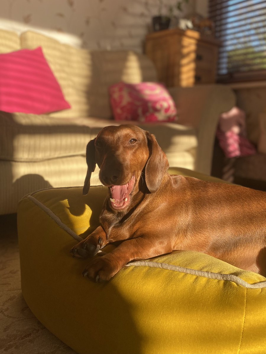 LDollyfitz's tweet photo. I love patches of sun😊☀️ https://t.co/lsLYnowXYq