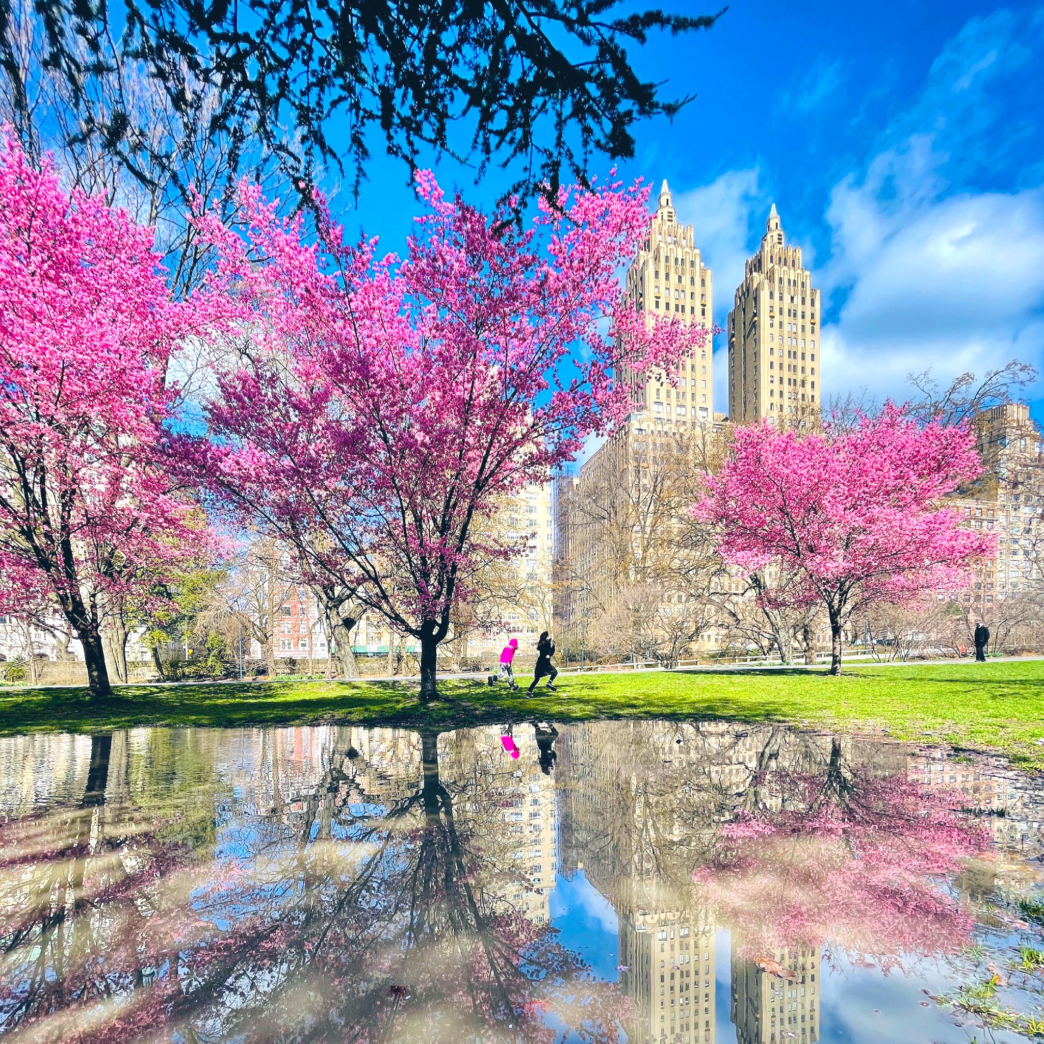 Spring Central Park Central Park Spring Cherry Blossoms Central Park ๐ธ,