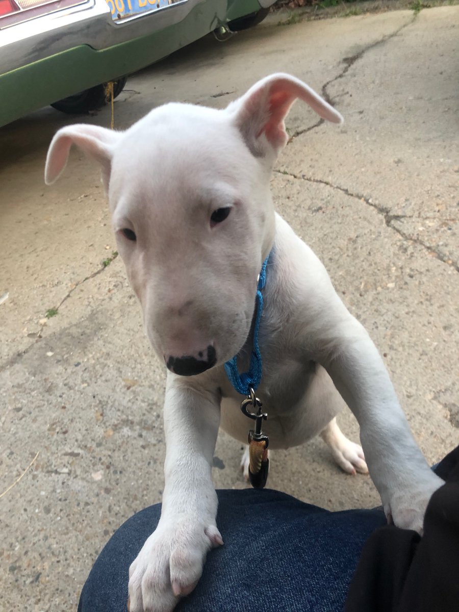 KnutsonBryan's tweet photo. @WMoon1 meet my new Bull Terrier puppy. I named her Moon after my all time favorite QB. https://t.co/52O8zkr22u