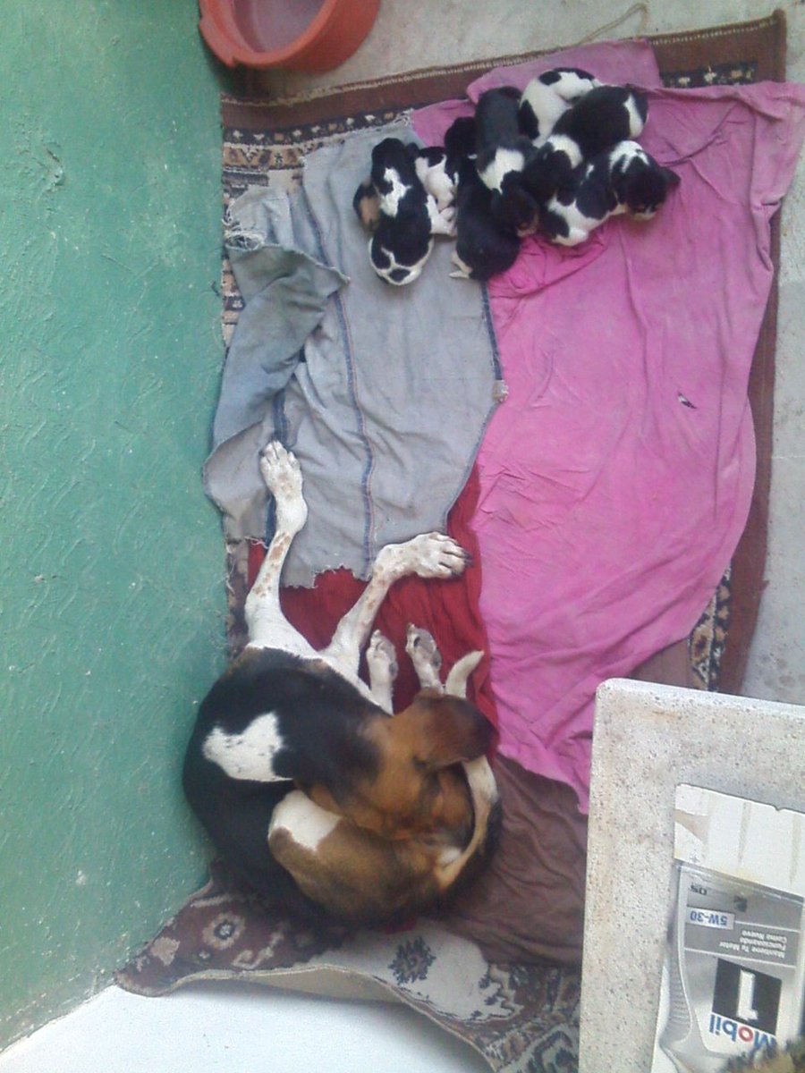 yaninedith's tweet photo. @TriBeagles Holly and babies https://t.co/7BirVeKBVP