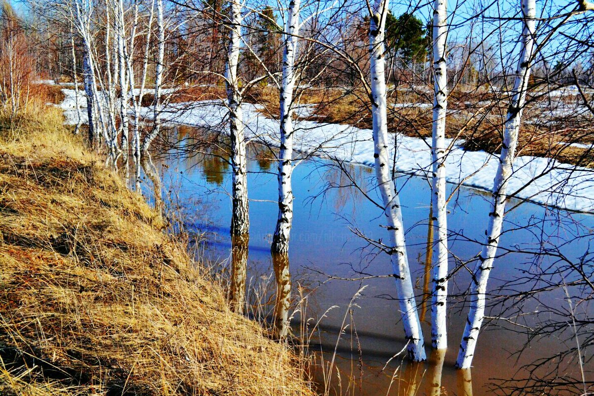 Разлив весной. Весна разлив. Темная или светлая вода весной. Березовая роща. Ранняя весна.