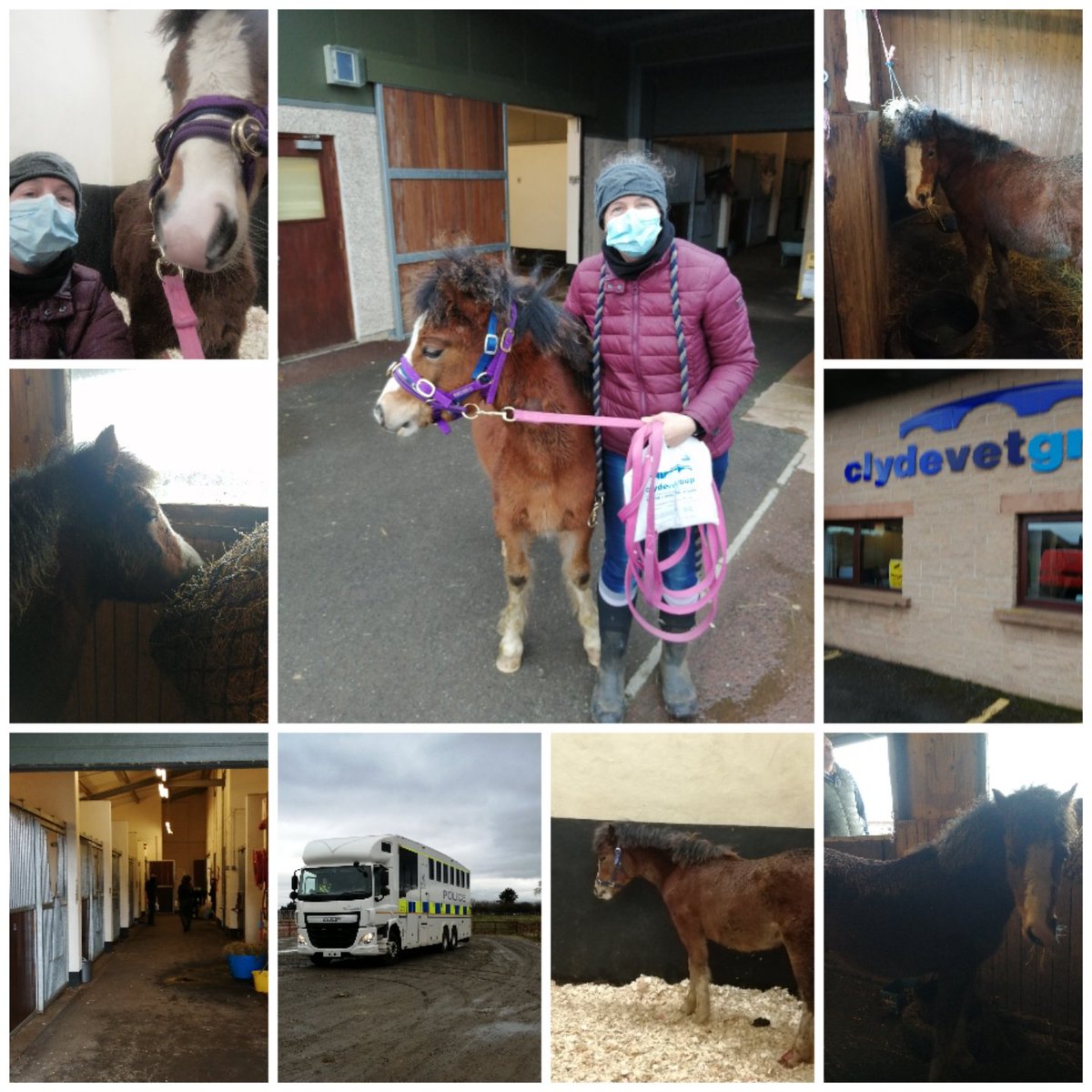 Equitotslanark's tweet photo. Baby Zoom is home safe from @CVGEquine Thanks for taking care of him. He is happily munching hay now 😊 #BestVets #WelshPony #WelshC https://t.co/Poax2ZzoK4