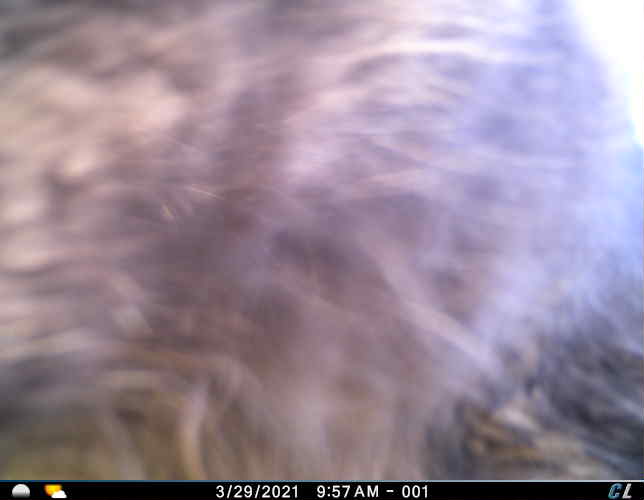 UOsquirrelbot's tweet photo. A squirrel was on the fence at around 10:01 on 03/29/2021 image 1/1 https://t.co/vJ68XQ1epo