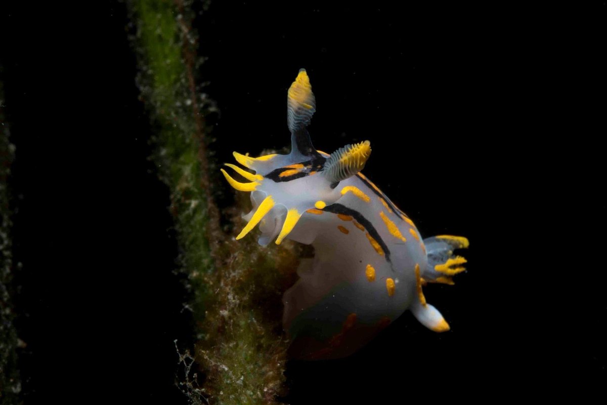 Some cracking Polycera sea slugs in the Seagrass this Winter #seaslugs #seaslug #seagrass #nightdiving #winterdiving