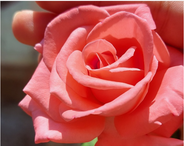 Do you have a flower garden and what flowers do you grow?