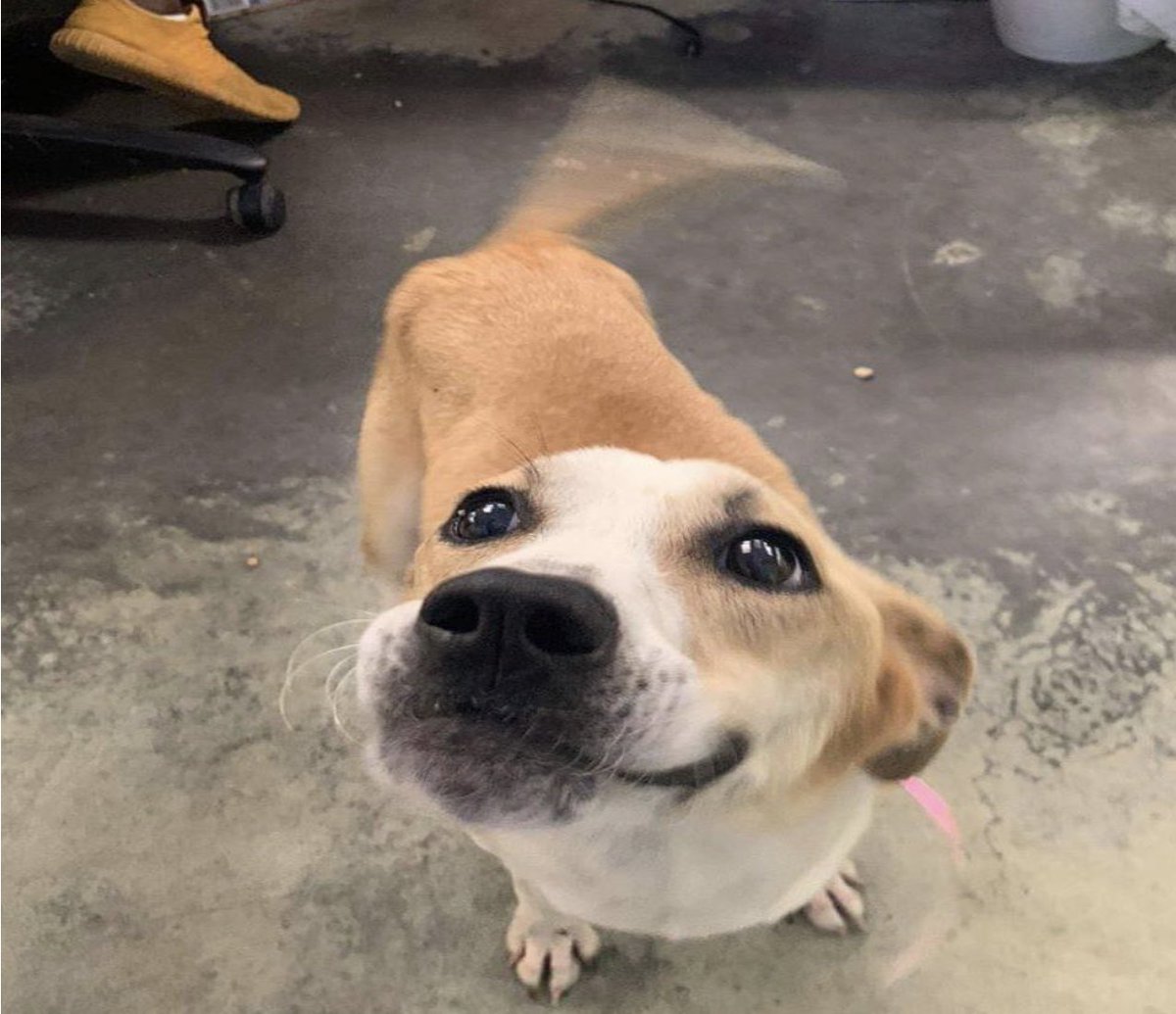 Save all dogs and cats/shut all kill shelters.

Pass it on.