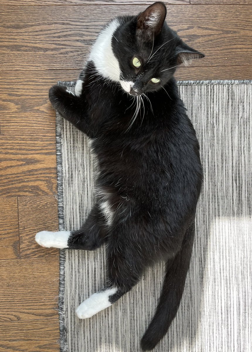 danielbeland's tweet photo. Happy #Monday; #MondayMotivation #CatsOfTheQuarantine #catsofinstagram #cats #cat #chats #CatsOnTwitter #CatsAgainstCovid #catsinquarantine #catsofcovid #catsofquarantine #catstagram @CatsofIraklia @catsofpolisci @CatsOfSociology @catsofinstagram @catsofacademia #MondayMood https://t.co/otABHa0aSq