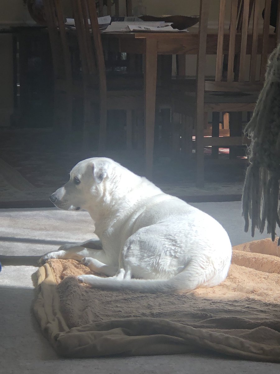 CoachLesG's tweet photo. I found out that our dog was white after his bath today!😳 https://t.co/Gln2lu94PI