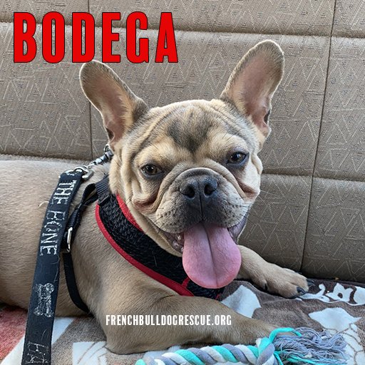 Say Bonjour to Bodega! Just like a store he's full of goodness! Bodega is as sweet as pudding pie with the coloring to show for it: butterscotch, chocolate, &amp; caramel but arrived with empty 🛍️. If you any spare change for his foster care, click here:
bit.ly/FBRNfosterdogs TY!😘