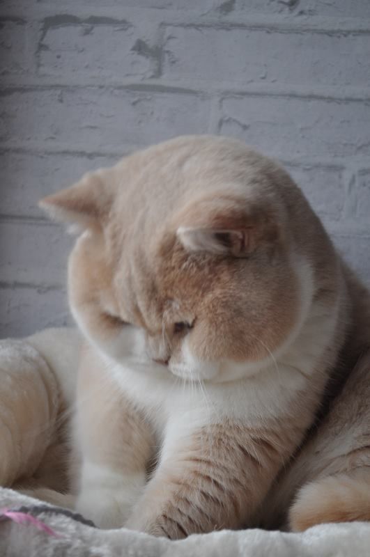 gentleeeeeeecat's tweet photo. I'm innocent. https://t.co/Ejt0WZB1Oc