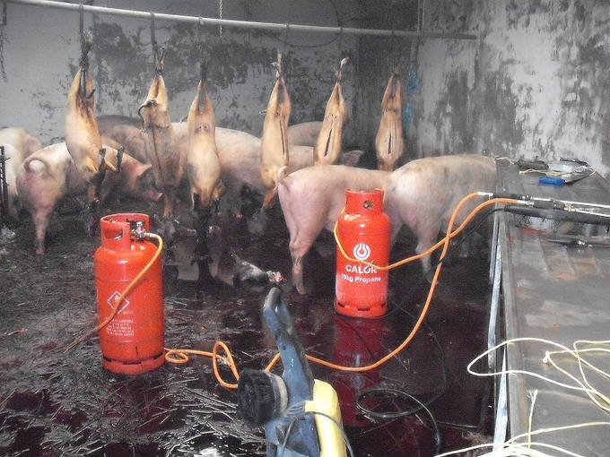 A thread. 

Look at this horrific picture. 

Dead pigs hanging and live ones waiting to die. 

We can only imagine what the blow torches were used for 😱

Please read on 👇