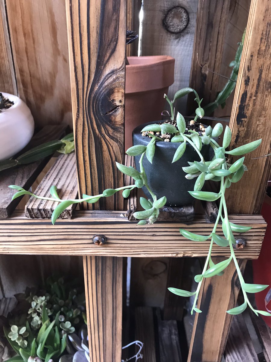 ElBattousai's tweet photo. #StringOfBananas this little plant has gone nuts the last few months, will have to repot to a bigger home soon!!👀👍🏼👍🏼🪴 https://t.co/A6xLKpbI0r