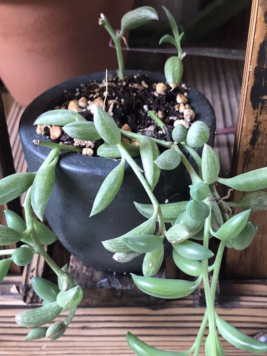 ElBattousai's tweet photo. #StringOfBananas this little plant has gone nuts the last few months, will have to repot to a bigger home soon!!👀👍🏼👍🏼🪴 https://t.co/A6xLKpbI0r