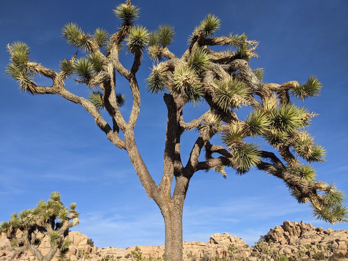 scoutips's tweet photo. @NatlParkService Joshua Tree! https://t.co/dOLYozEJ3q
