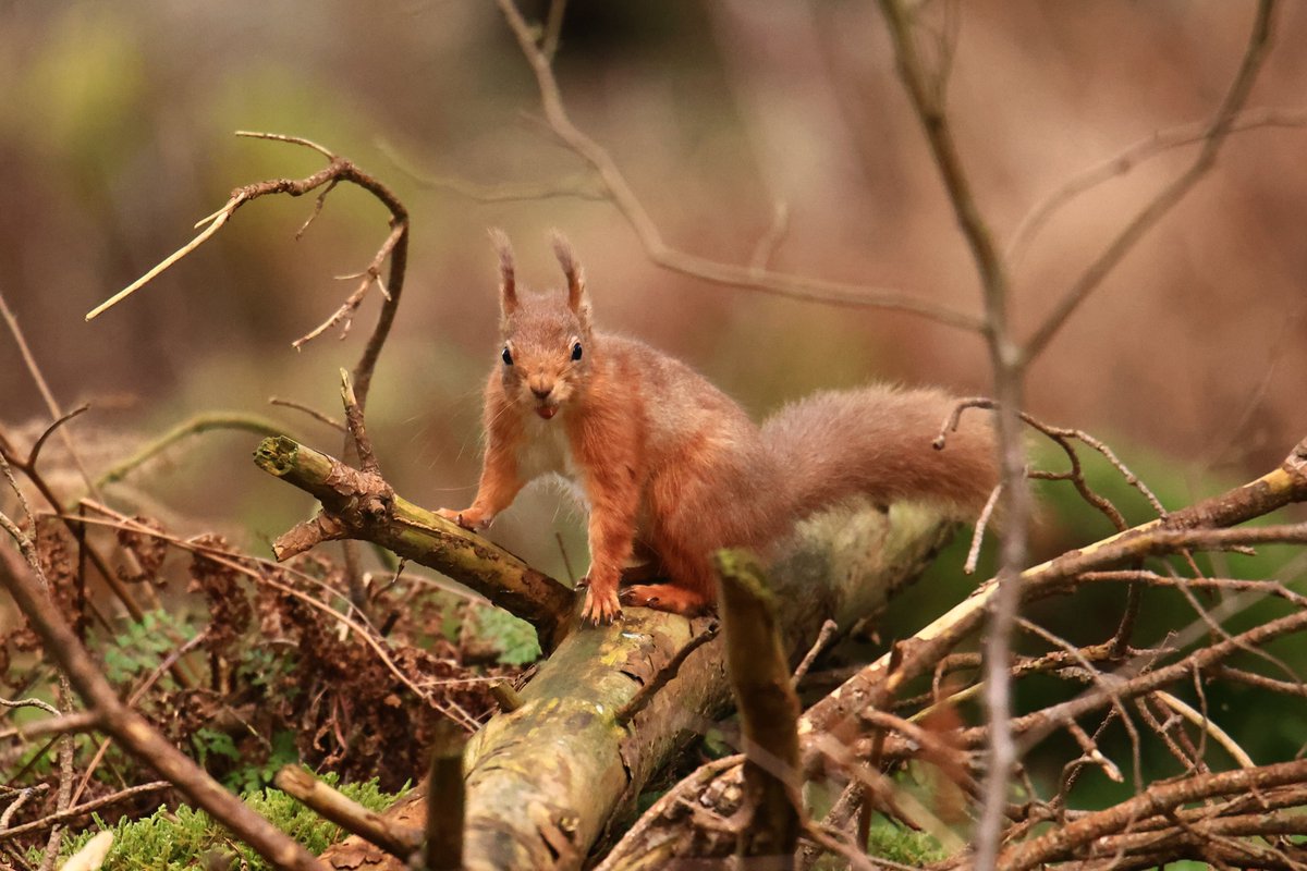 terrybnd's tweet photo. Had the pleasure of a pair of Cumbrian Reds for company today for a couple of hours in Whinfell Forest near home 🐿😍 Adorable wee scamps. Was out doing volunteering work for local red squirrel charity. Glad I took my camera! #cumbria #wildlife #getoutside #lakedistrict https://t.co/V3FrCOv9vM