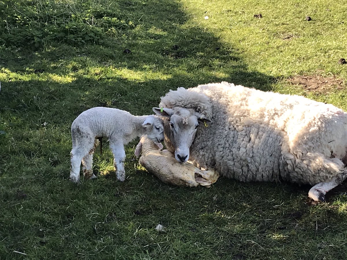 NoningtonFarms's tweet image. #lambing2021 has started #twins first of many 🤞#springhasarrived