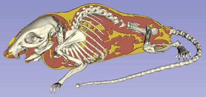 Many #Alzheimer's Disease (AD) patients have altered body composition and low #VitaminD levels. Using microCT, we investigated the effect of #VitaminD supplementation and memantine (a drug many AD patients take) on body composition in a mouse model of AD.

doi.org/10.3233/JAD-20…