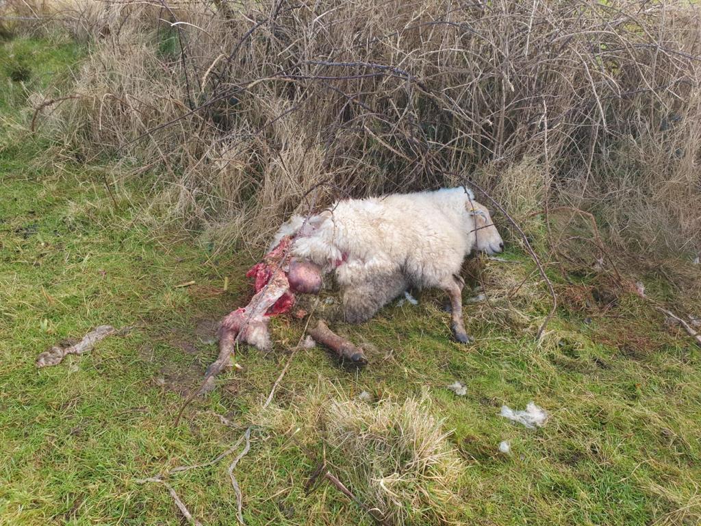 IFAmedia's tweet photo. Watch #crimecall on @rte at 9.35pm this evening. The programme will cover our No Dogs Allowed campaign, which came about because of the devastation caused by dog attacks. https://t.co/OM5J0oeTeW